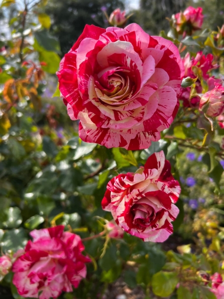 Ty Hafan Children's Hospice Garden